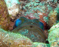 Lined jaw fish with eggs - just about to hatch. by Kay Wilson 